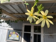 Senecio macroglossus