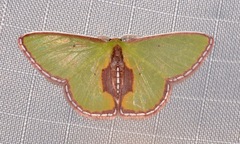 Synchlora astraeoides