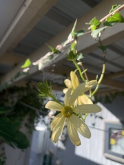 Senecio macroglossus