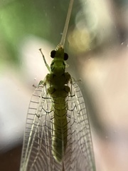 Italochrysa insignis