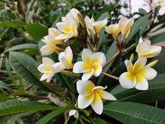 Plumeria obtusa