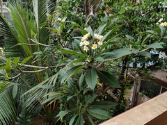 Plumeria obtusa