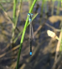 Ischnura pumilio