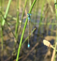 Ischnura pumilio