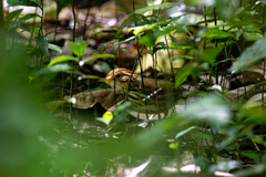 Pellorneum ruficeps
