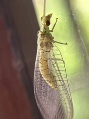 Italochrysa insignis