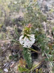 Epacris obtusifolia