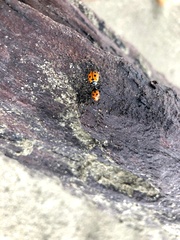 Coccinella undecimpunctata