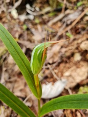Pterostylis cardiostigma