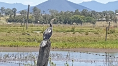 Microcarbo melanoleucos