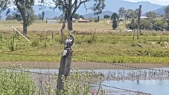 Microcarbo melanoleucos