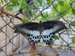 Papilio polymnestor