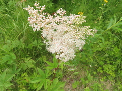 Filipendula palmata