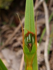 Pterostylis cardiostigma