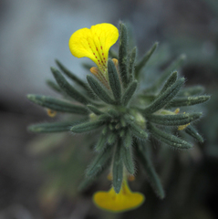 Ajuga chamaepitys chia