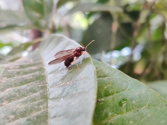 Carebara