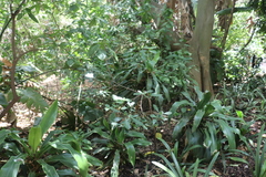 Dracaena aletriformis