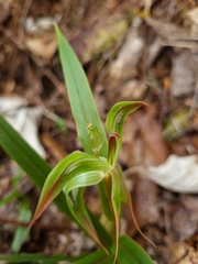 Pterostylis cardiostigma