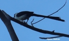 Streptocitta albertinae