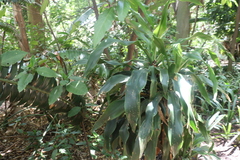 Dracaena aletriformis