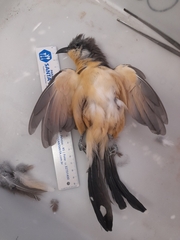 Coccyzus melacoryphus