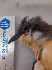 Coccyzus melacoryphus