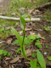 Pterostylis oliveri