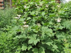 Filipendula camtschatica