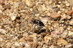 Cicindelina