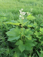 Filipendula camtschatica