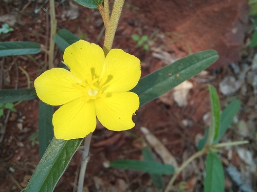 Image of Melhania prostrata by no rights reserved