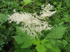 Filipendula camtschatica