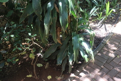 Dracaena aletriformis