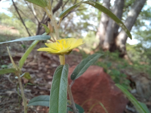Image of Melhania prostrata by no rights reserved