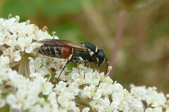 Hylaeus variegatus