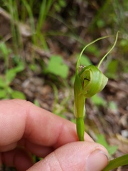 Pterostylis oliveri