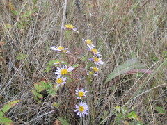 Aster biennis