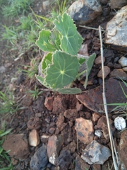 Senecio oxyriifolius