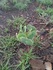 Senecio oxyriifolius