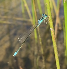 Ischnura pumilio