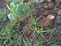 Senecio oxyriifolius