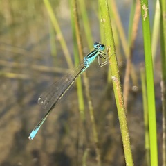 Ischnura pumilio