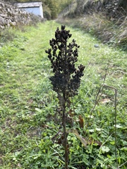 Brassica oleracea