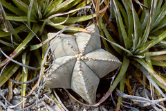 Astrophytum myriostigma
