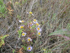 Aster biennis