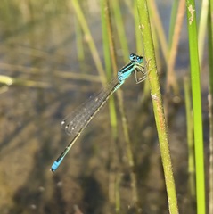 Ischnura pumilio