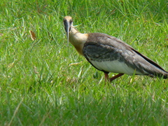 Theristicus caudatus