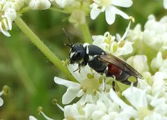 Hylaeus variegatus