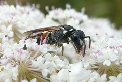 Hylaeus variegatus