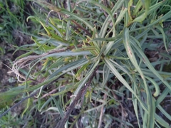 Senecio madagascariensis